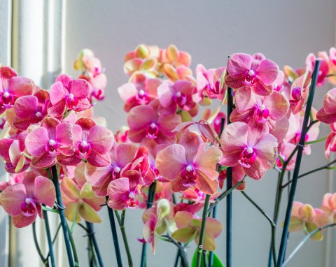 Storczyk wypuści nowe korzenie i będzie obficie kwitł. Wszystko to dzięki cytrusowej odżywce