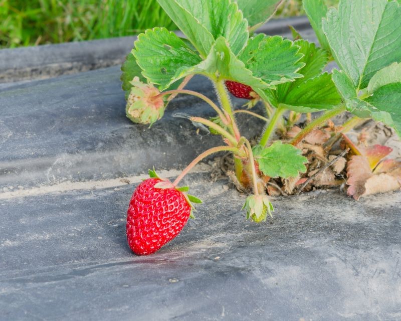 W sklepach znajdziemy różne rodzaje włókniny ogrodowej, również czarną do ściółkowania takich upraw jak truskawki.