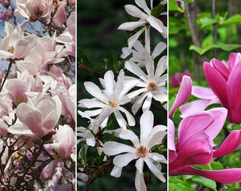 Kiedy najlepiej sadzić magnolie? Oto najciekawsze i oryginalne odmiany magnolii