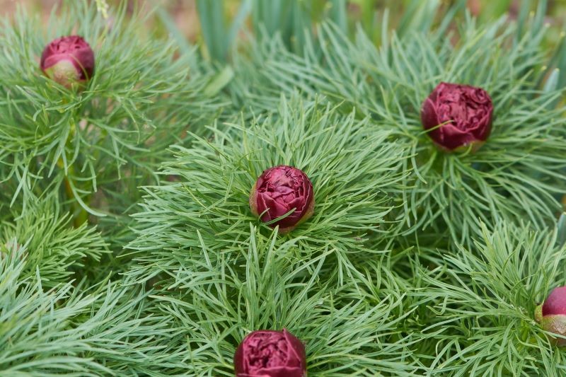Paeonia tenuifolia kwitnie wcześniej niż inne piwonie.