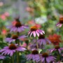 Rośliny, ECHINACEA...