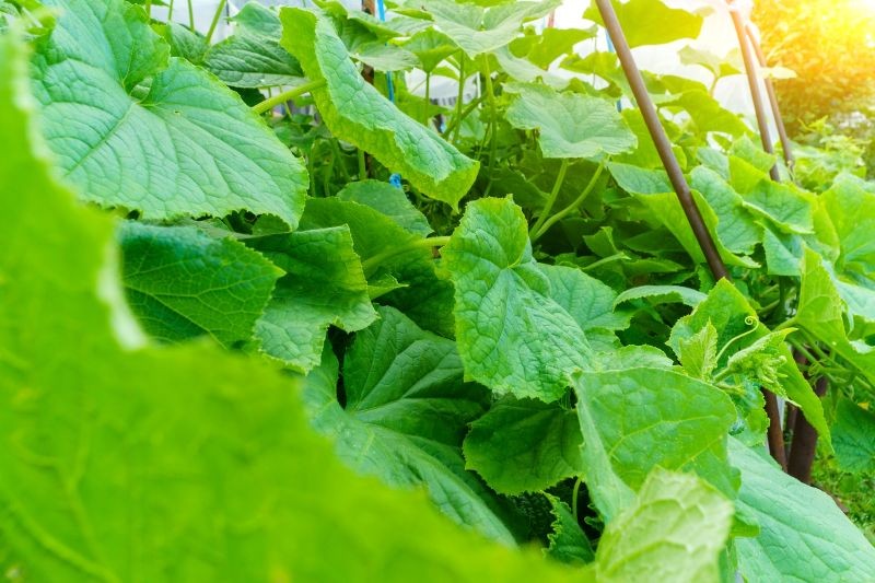 Podstawą walki z mączniakiem prawdziwym jest profilaktyka.