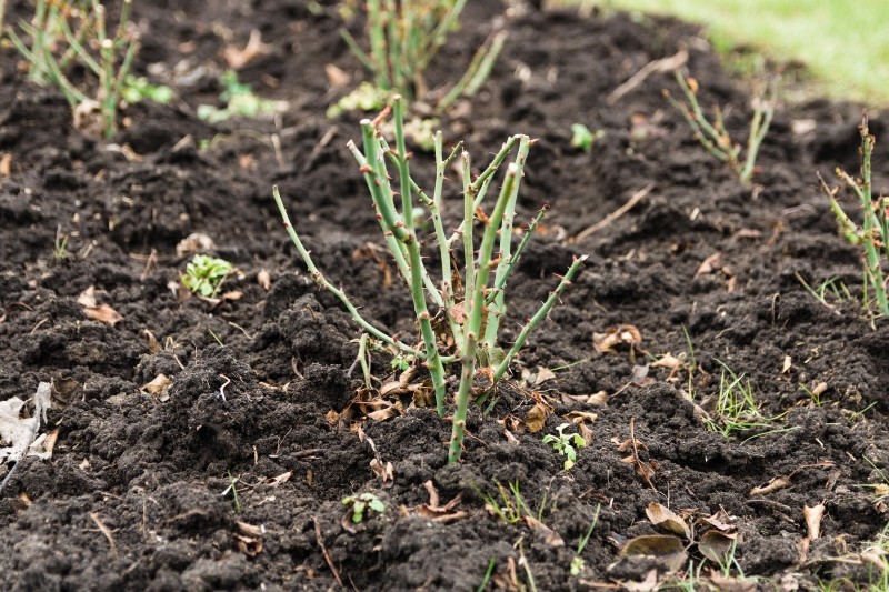 pielęgnacja róż na przedwiośniu