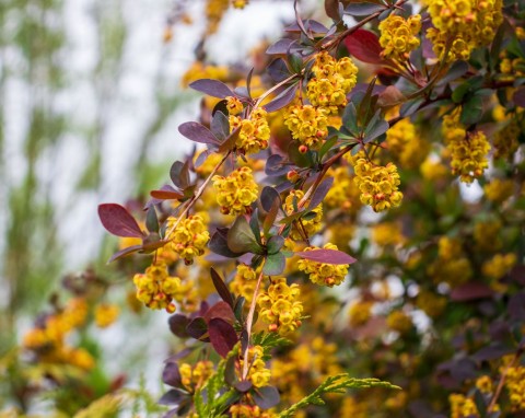 Berberys pospolity (Berberis vulgaris)