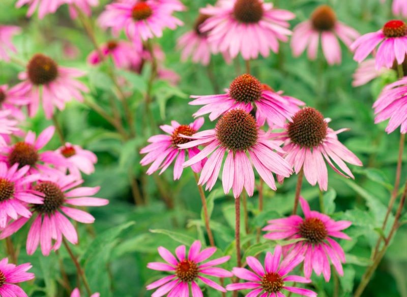 Podział karpy działa na jeżówki odmładzająco.
