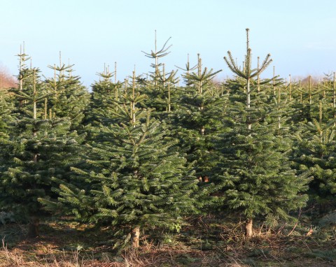 Jodła kaukaska (Abies nordmanniana)