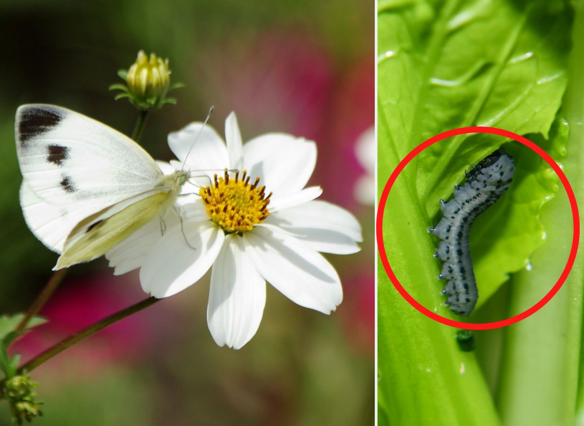 Tantniś krzyżowiaczek