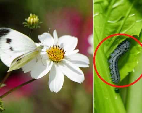 Ten niewielki motyl potrafi zniszczyć cały plon. Naturalne opryski pomogą w walce ze szkodnikiem warzyw kapustnych