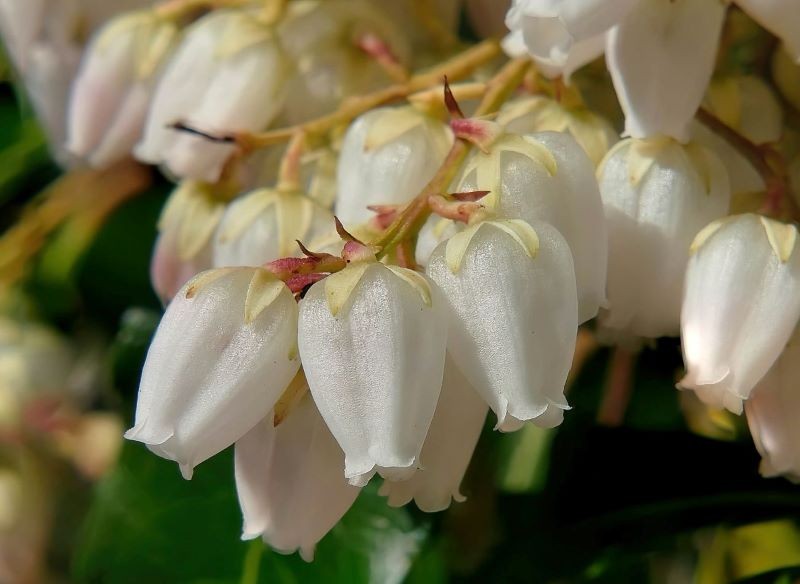 Kiścień wawrzynowy do zdrowego wzrostu i kwitnienia potrzebuje kwaśnej gleby.