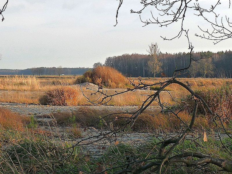 Rośliny, Łąki za wsią