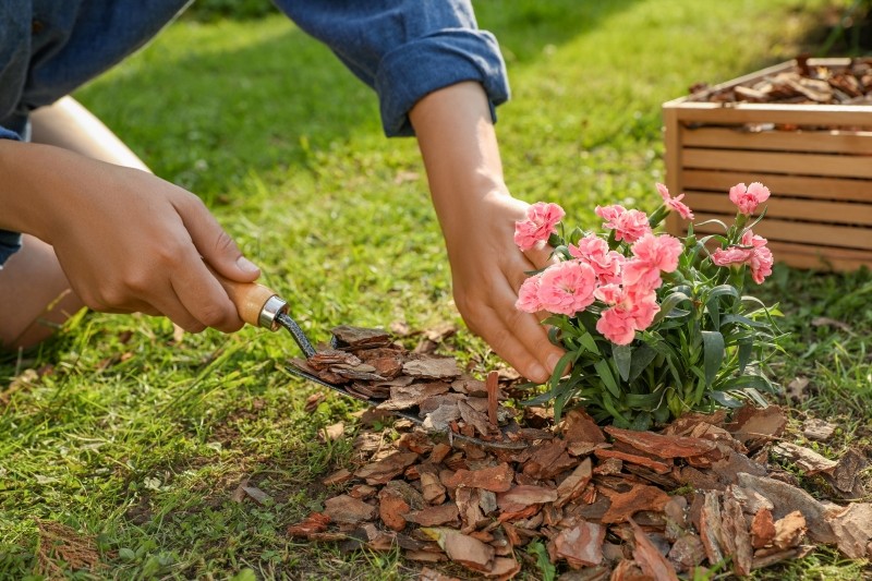 jak zrobić ściółkę do kwiatów