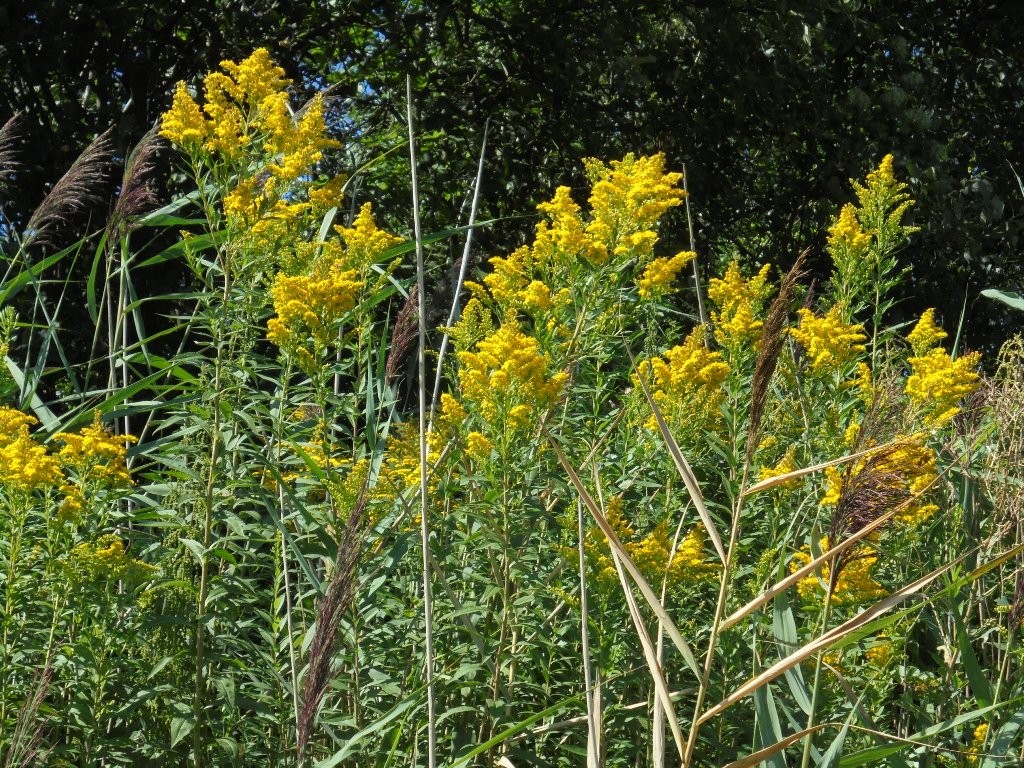 Pozostałe, NATURA w PEŁNEJ  KRASIE - Park Mickiewicza