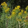 Pozostałe, NATURA w PEŁNEJ  KRASIE - Park Mickiewicza