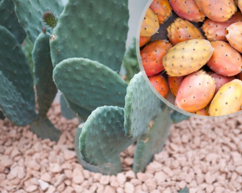 Kaktus jadalny o niezwykłych właściwościach leczniczych.  Uprawa i rozmnażanie opuncji figowej