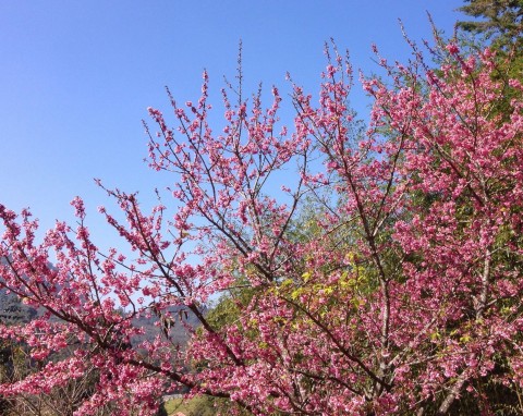 Śliwa wiśniowa, ałycza (Prunus cerasifera)