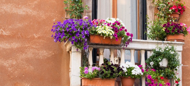 TOP10 Najpiękniejszych roślin na balkon