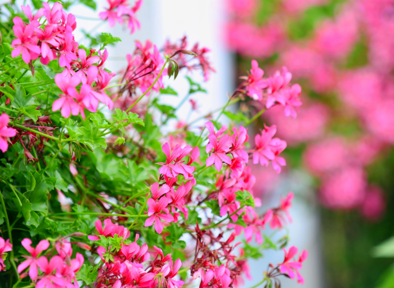 Rośliny, Pelargonie