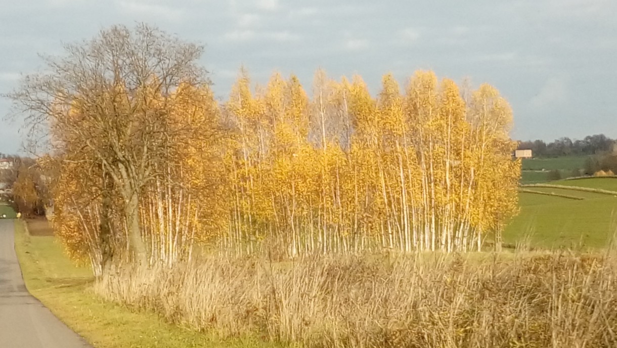 Pozostałe, Jesień. - Zloto brzoz - czyz nie piekniejsze ? B