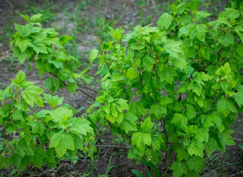 Porzeczki sadzimy od września do końca października, by wiosną wcześnie rozpoczęły wegetację.