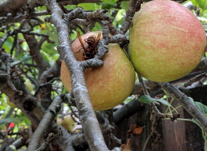 Owoce przyciągają szerszenie jak magnes. Fot. Mazzzle/123RF.com