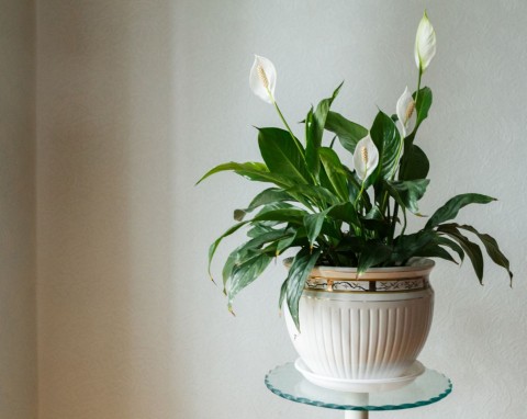 Wyjmij z kubka i wrzuć do doniczki ze skrzydłokwiatem. Pomożesz mu odzyskać siłę i piękno