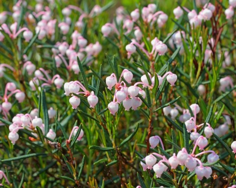 Krzewinka o oryginalnych kwiatach i powleczonych srebrem liściach. Ciekawe odmiany i uprawa modrzewnicy pospolitej (Andromeda polifolia)