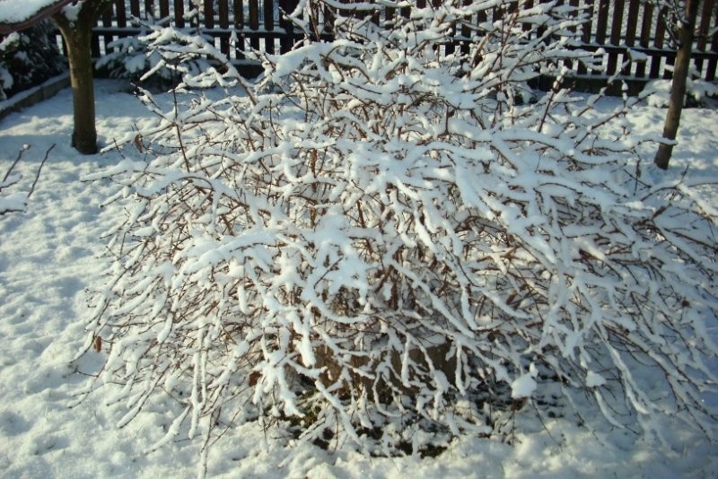 Ogród, Ubiegła zima 2009/2010 - Jagoda kamczacka dobrze znosi mrozy nawet te do - 20 stopni