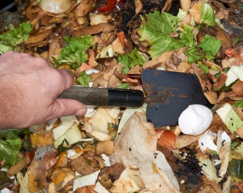 3 odpady, które nie powinny trafić do kompostownika. Działają jak wabik na szczury