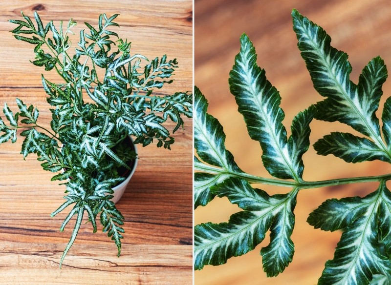 uprawa orliczki kreteńskiej