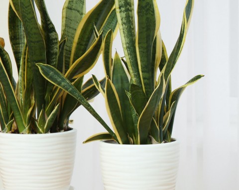 Prosty sposób na rozmnażanie sansewierii. Będziesz mieć dużo zdrowych sadzonek