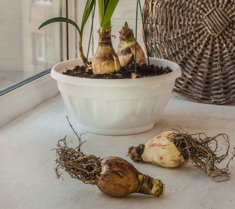 Cebule amarylisa, czyli zwartnicy, muszą być zdrowe – pozbawione przebarwień i oznak chorób.