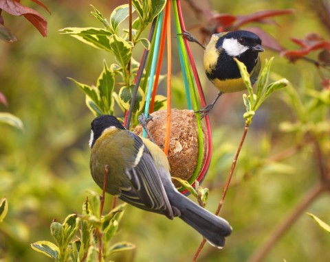 Prosty karmnik dla ptaków ze starej trzepaczki do jajek. Jak go zrobić krok po kroku?