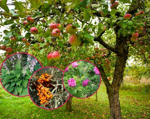 Co posadzić jesienią pod drzewami jabłoni? Gildia drzewa owocowego