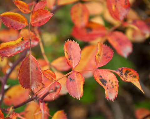 Róż w takim stanie nie można zostawić na zimę. Prosta czynność ochroni je przed czarną plamistością