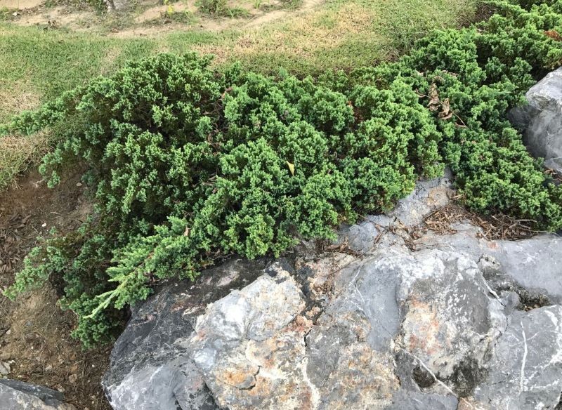 Płożące odmiany jałowców są doskonałe do zadarniania.