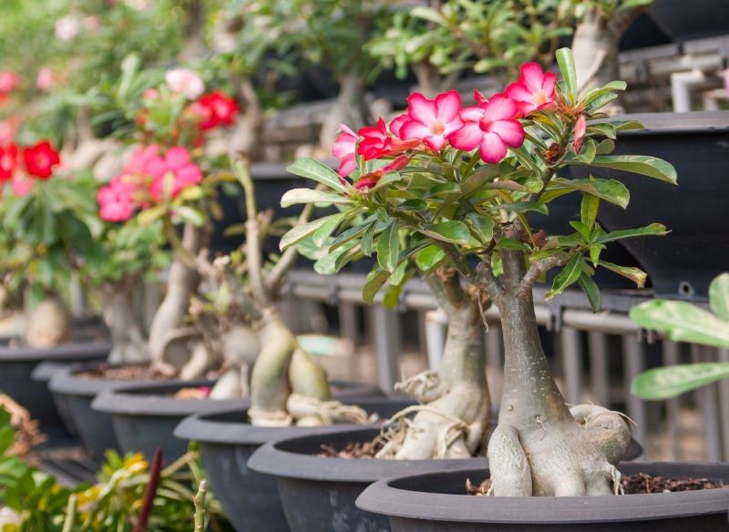 Różę pustyni warto nawozić, by obficie kwitła.