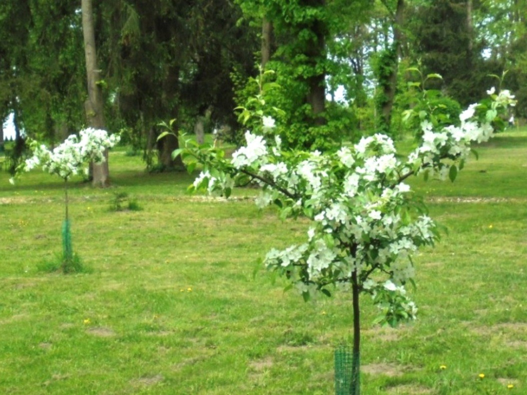 Pozostałe, PARK  ZDROJOWY  W  SOLCU - Park - Flora