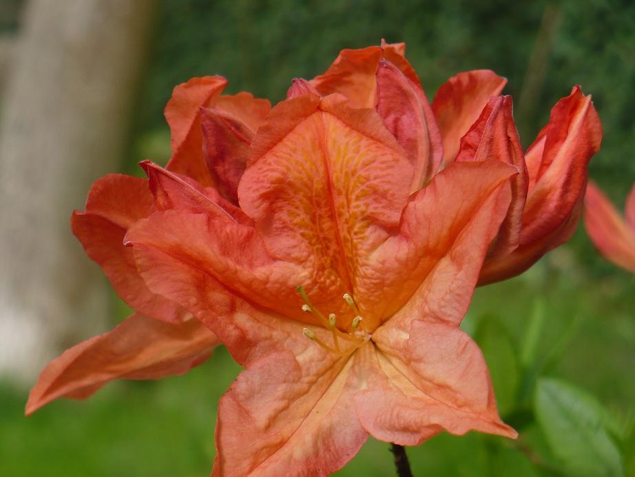 Pozostałe, Najważniejszy miesiąc maj............ - ...........i rododendron w kolorze koralowym............