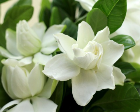 Gdy otwiera pąki, pachnie jak drogie perfumy. Jest piękniejsza od storczyka i kwitnie w zimie