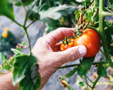 Jakie warzywa trzeba zebrać z ogrodu i działki we wrześniu? Dlaczego dla pomidorów to ostatni moment?