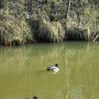 Pozostałe, LUTOWY  DZIEŃ  W  PARKU Mickiewicza - Park Mickiewicza