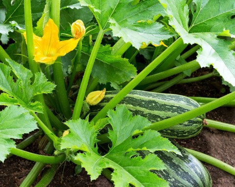 Kabaczek (Cucurbita pepo var. giromontiina)