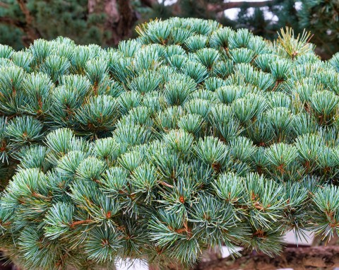 Sosna drobnokwiatowa (Pinus parviflora)