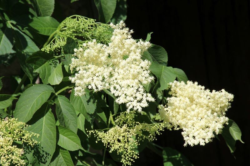 Warto docenić właściwości czarnego bzu.