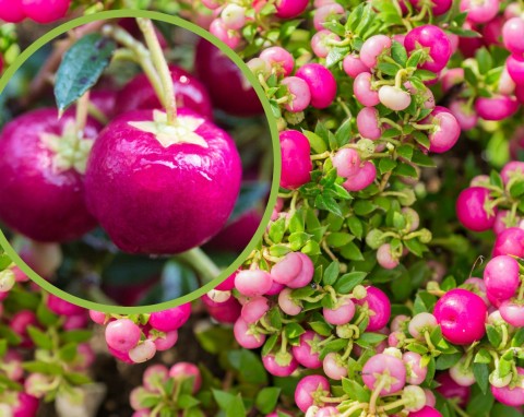 Pernecja chilijska – oryginalna ozdoba jesiennego ogrodu. Jak uprawiać i obok czego sadzić pernecję?