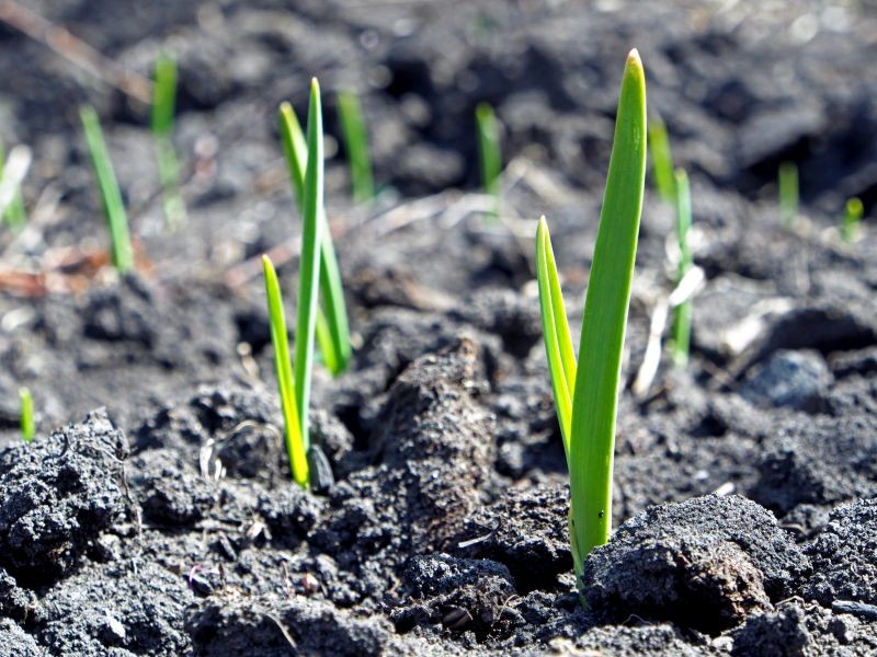 Dlaczego czosnek ozimy wykiełkował jesienią? 