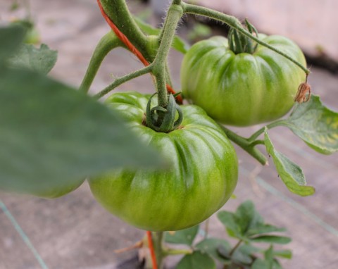 Domowy środek na szkodniki pomidorów. 3 naturalne mieszanki, które błyskawicznie je powstrzymają