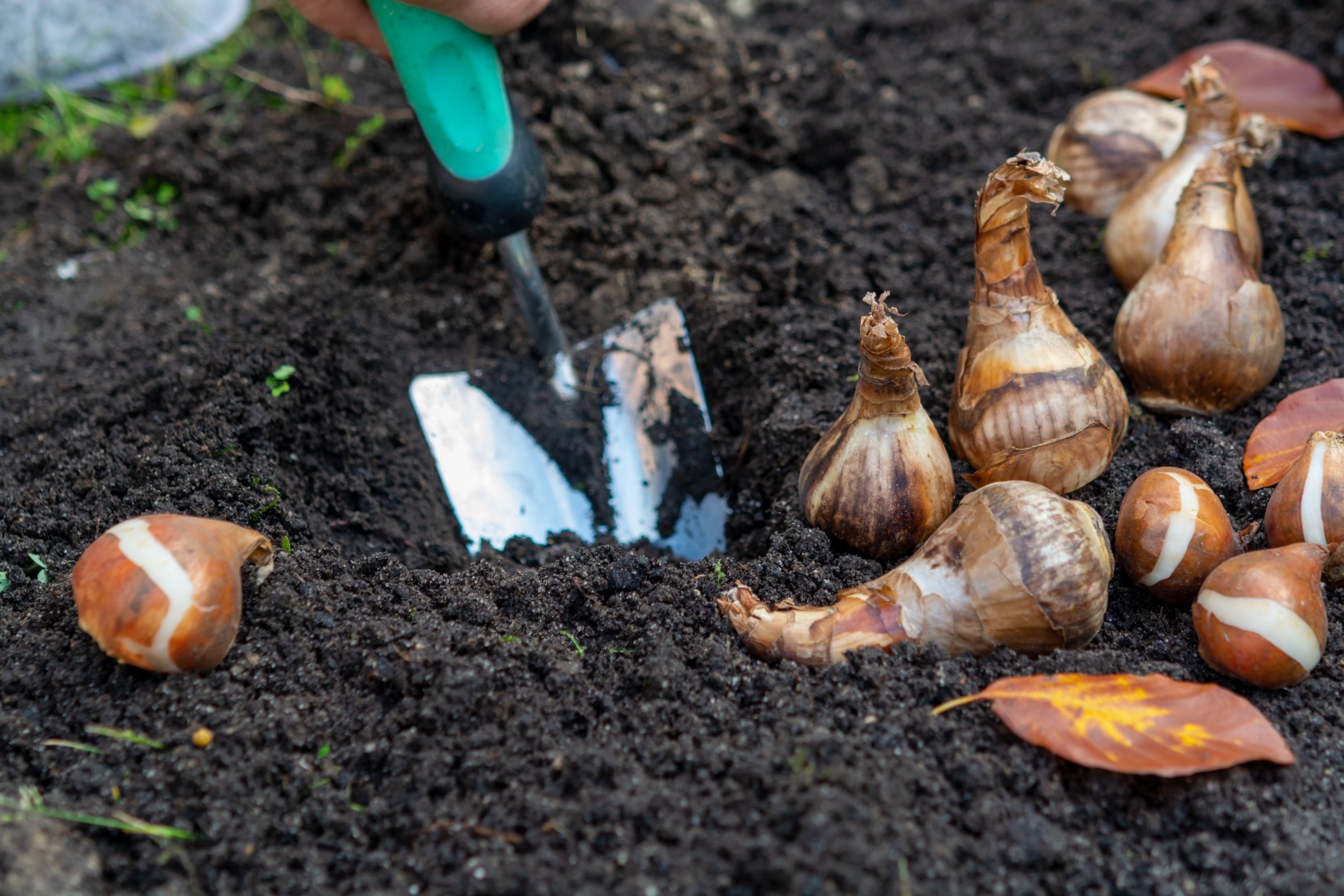 sadzenie kwiatów cebulowych we wrześniu