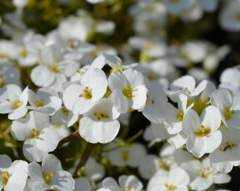 Gęsiówka kaukaska (Arabis caucasica)