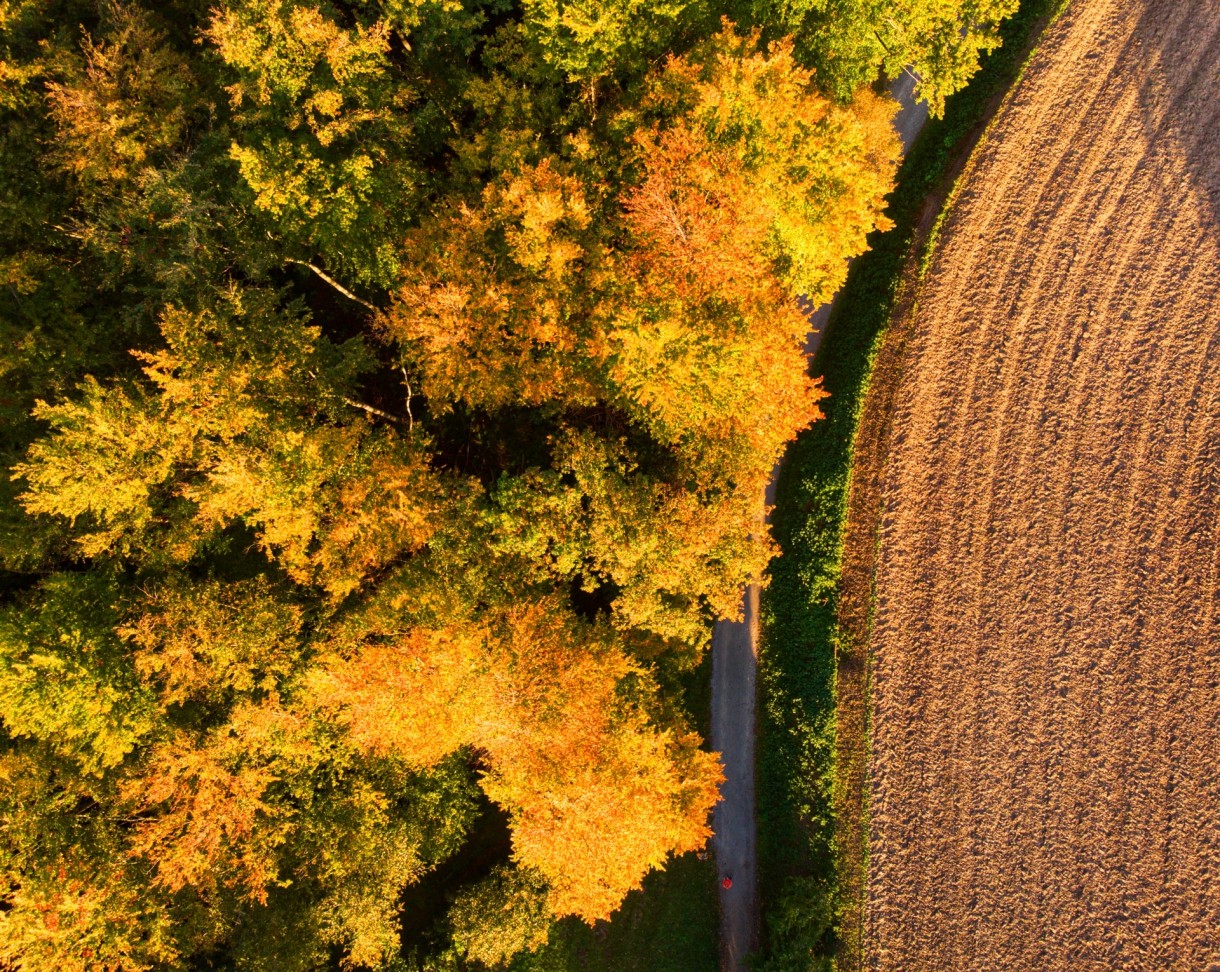 Leśne klimaty, Jesień widziana z nieba